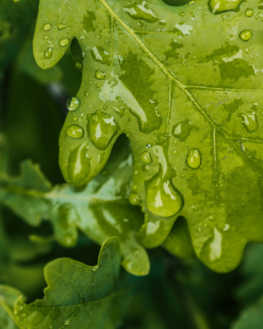 Close-up of water droplets on vibrant green leaves