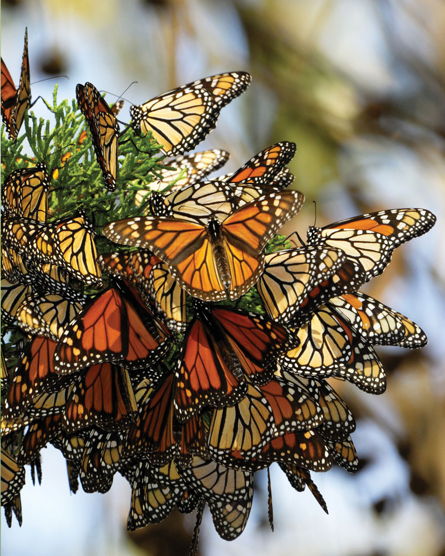Cluster of Monarch butterflies resting on tree branch