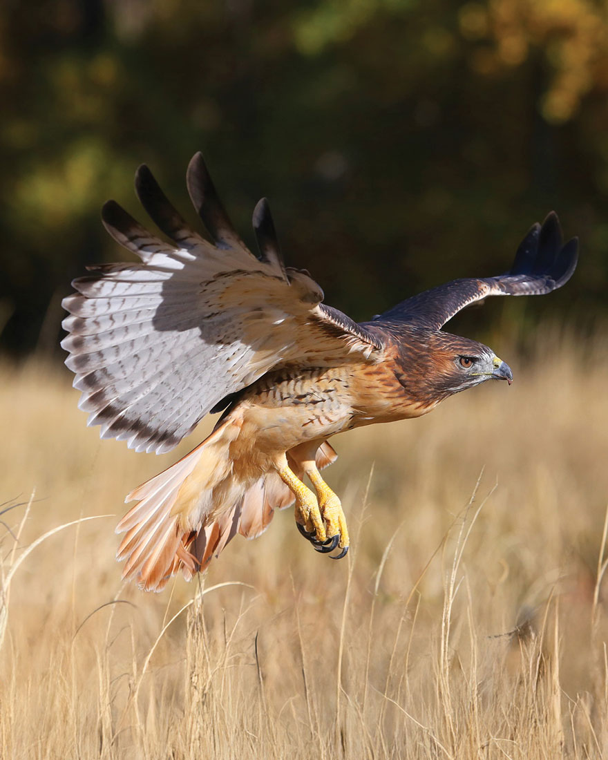 Red-tailed hawk in flight with wings spread over prairie grass