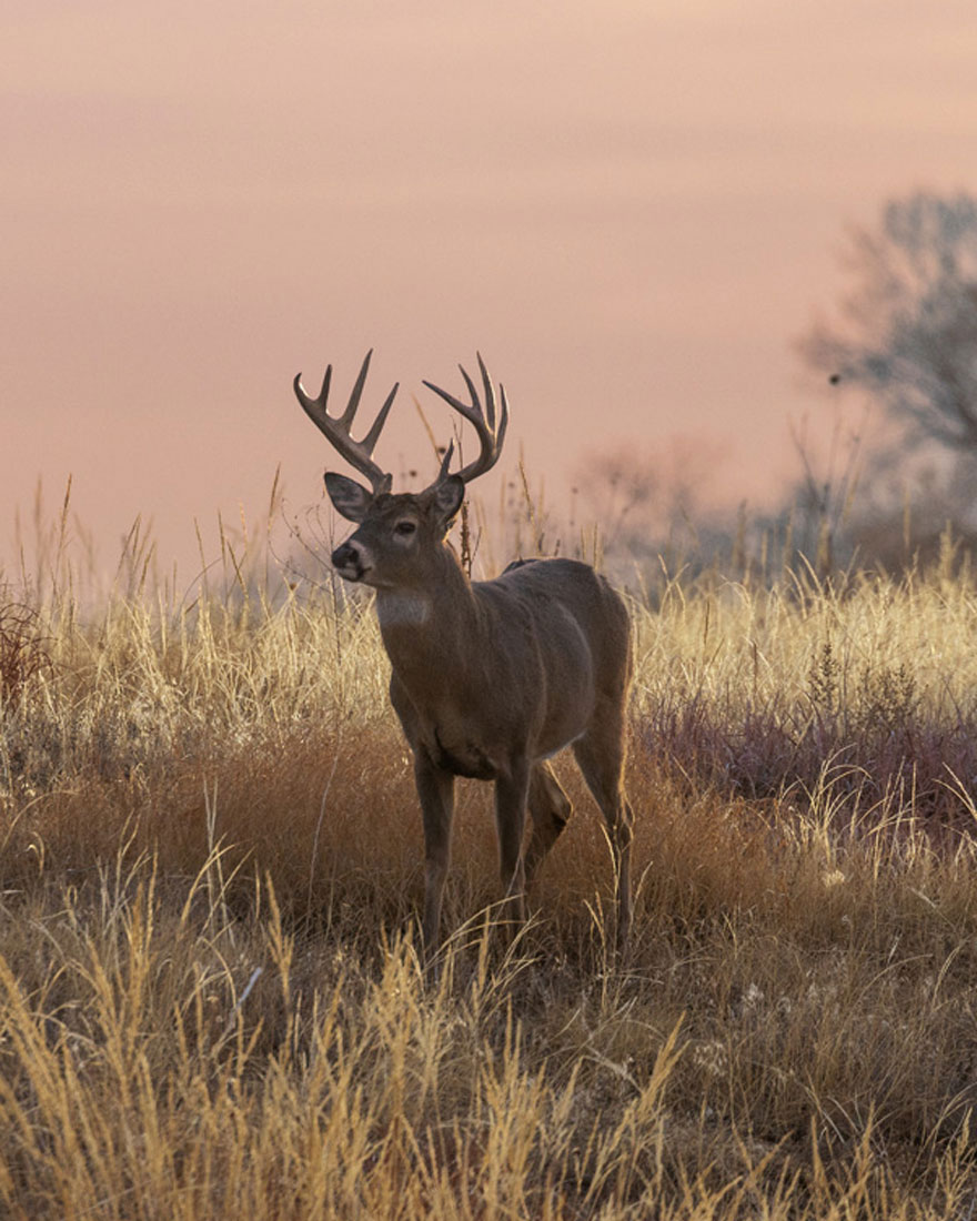 White-tailed buck deer standing in misty prairie at sunrise