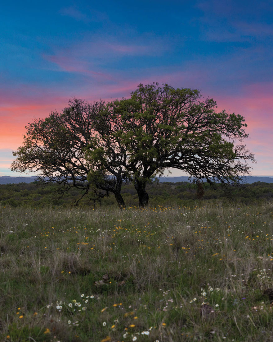 Lone oak tree silhouetted against purple and pink sunset sky